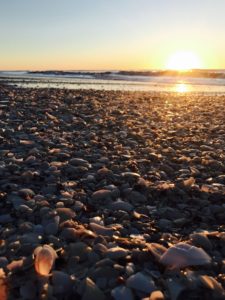The shells on Eighty Mile Beach